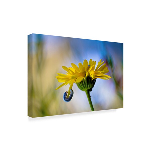 Fabien Bravin 'Hide And Seek Yellow' Canvas Art,12x19